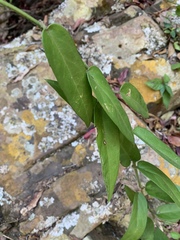 Vincetoxicum anomalum