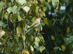 Phylloscopus collybita