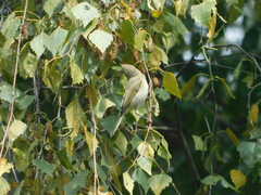 Phylloscopus collybita