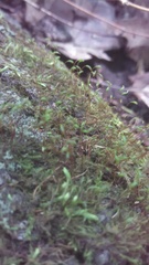 Amblystegium