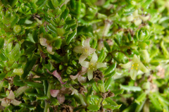 Galium ruwenzoriense image