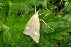 Udea alpinalis