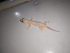 Hemidactylus frenatus