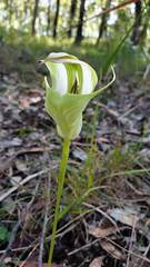 Pterostylis baptistii