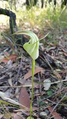 Pterostylis baptistii