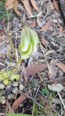 Pterostylis baptistii