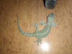 Hemidactylus