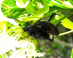 Strigoderma sulcipennis