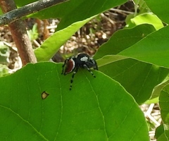 Phidippus californicus