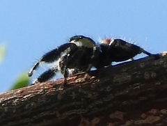 Phidippus californicus