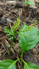 Botrychium angustisegmentum