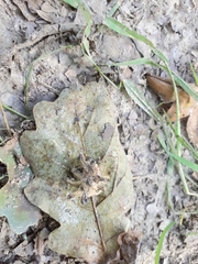 Andricus grossulariae