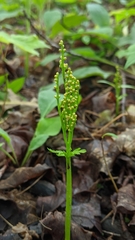 Botrychium angustisegmentum