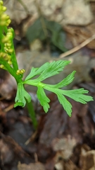 Botrychium angustisegmentum