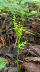 Botrychium angustisegmentum