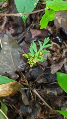 Botrychium angustisegmentum