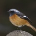 True Redstarts - Photo (c) Lip Kee Yap, some rights reserved (CC BY-SA)