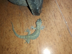 Hemidactylus