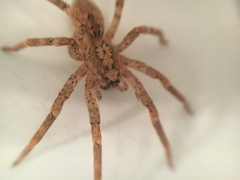 Zoropsis spinimana