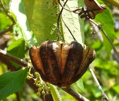 Aristolochia taliscana