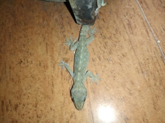 Hemidactylus