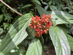 Viburnum urceolatum
