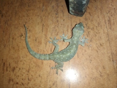 Hemidactylus
