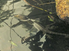 Varanus salvator macromaculatus