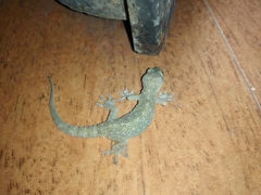 Hemidactylus