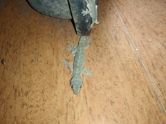 Hemidactylus