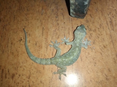 Hemidactylus