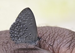 Monodontides argioloides