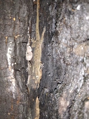 Hemidactylus