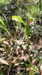 Pterostylis longifolia