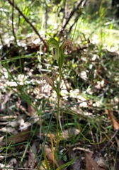 Pterostylis longifolia