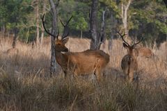 Rucervus duvaucelii branderi