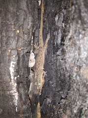 Hemidactylus