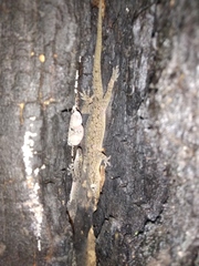 Hemidactylus