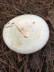 Lactarius yazooensis