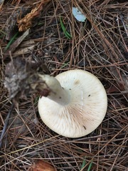 Lactarius yazooensis