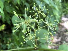 Aralia cordata