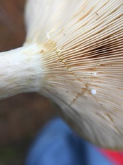 Lactarius yazooensis
