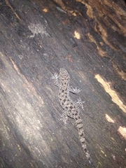 Hemidactylus