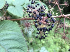 Aralia cordata