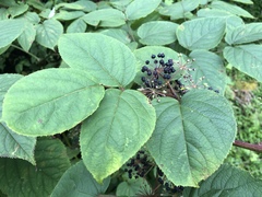 Aralia cordata