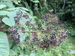Aralia cordata