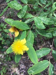 Hypericum frondosum