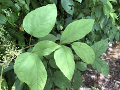 Aralia cordata