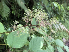 Aralia cordata