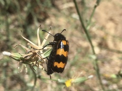 Mylabris variabilis